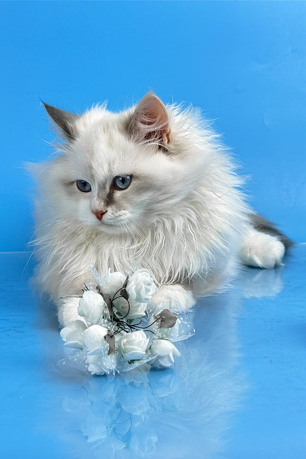 Selena | Siberian Kitten