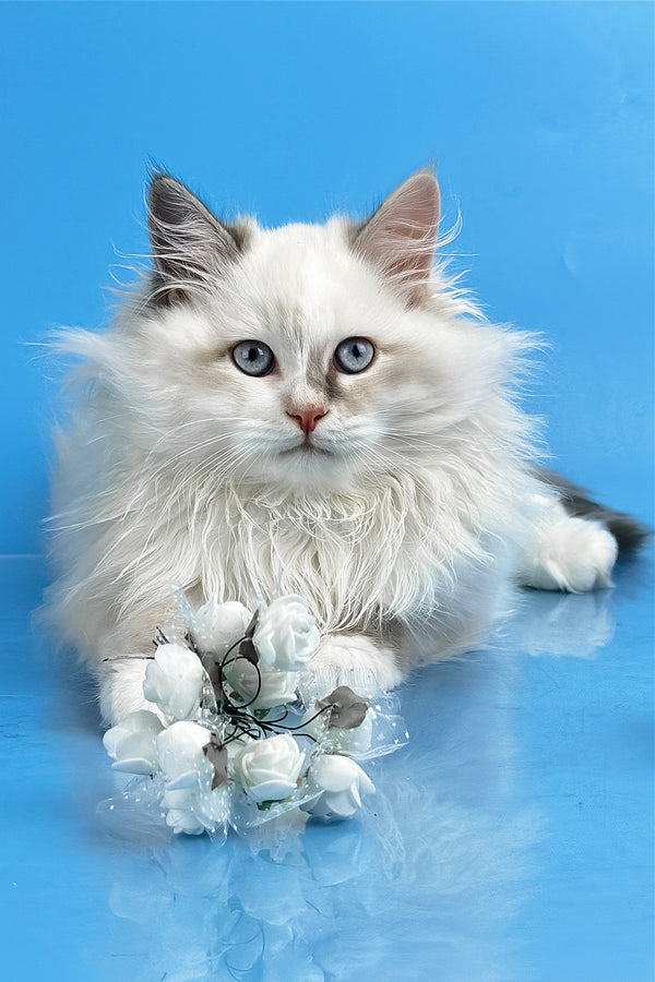 Selena | Siberian Kitten