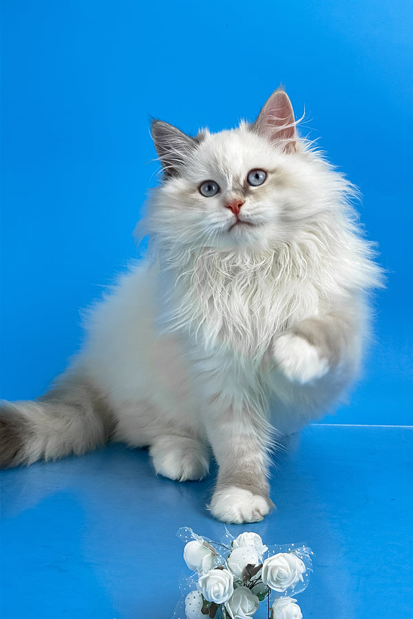 Selena | Siberian Kitten