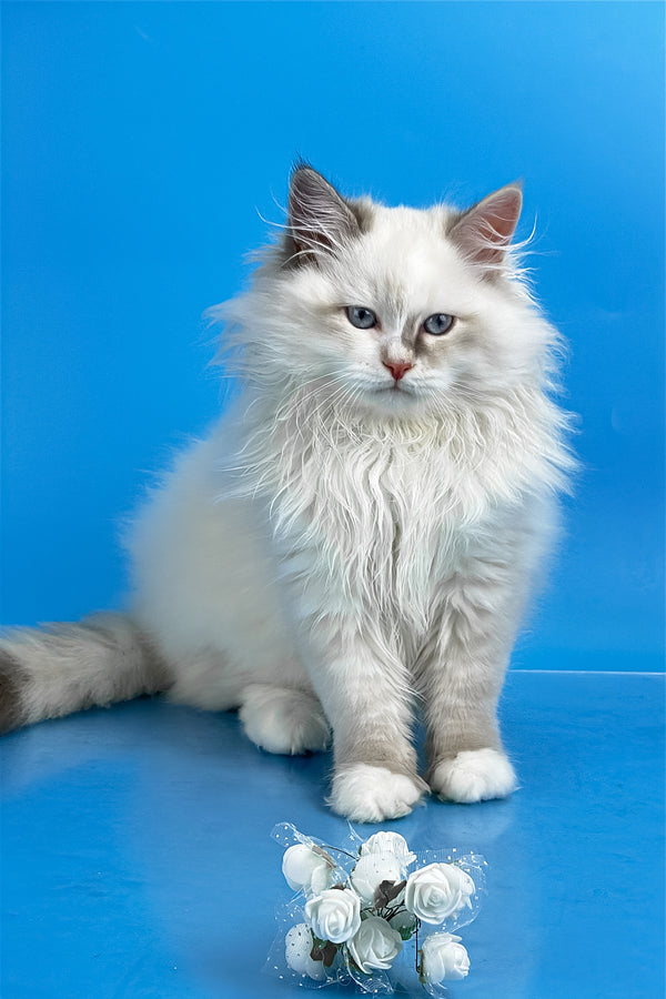 Selena | Siberian Kitten