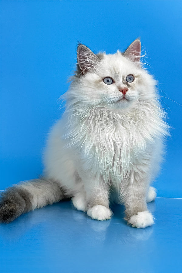 Selena | Siberian Kitten