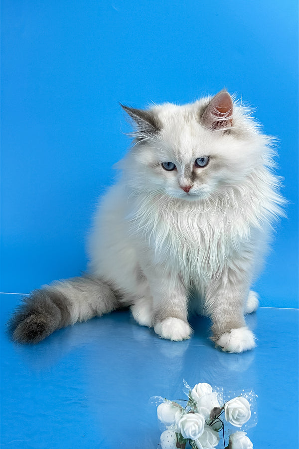 Selena | Siberian Kitten