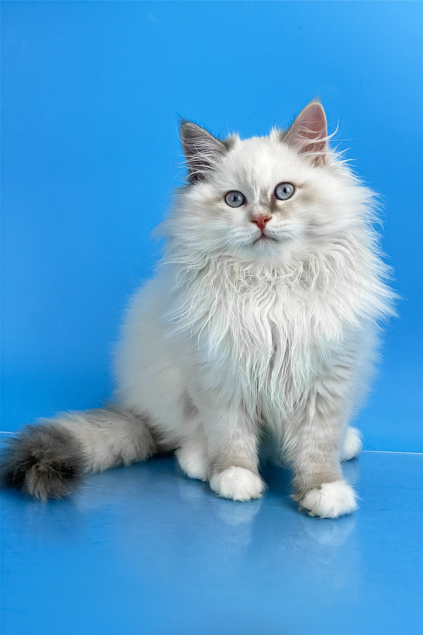 Selena | Siberian Kitten