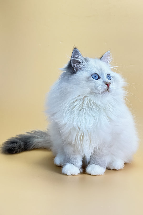 Selena | Siberian Kitten