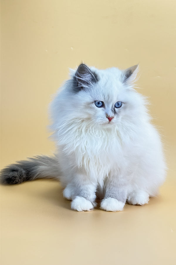 Selena | Siberian Kitten