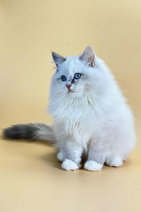 Selena | Siberian Kitten