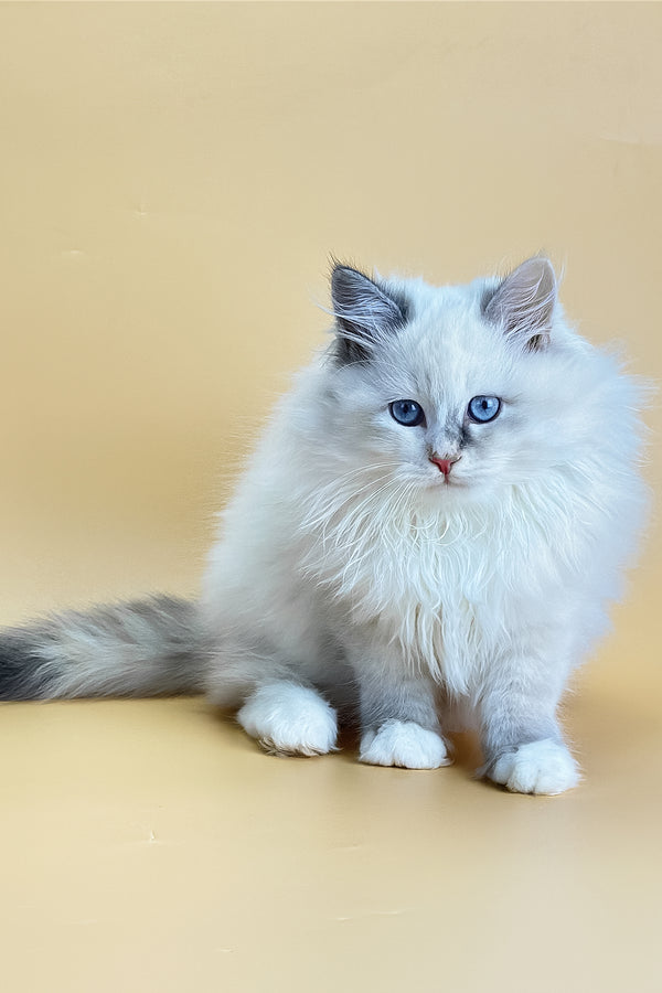 Selena | Siberian Kitten