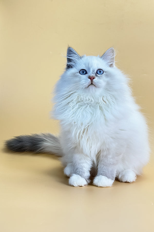 Selena | Siberian Kitten