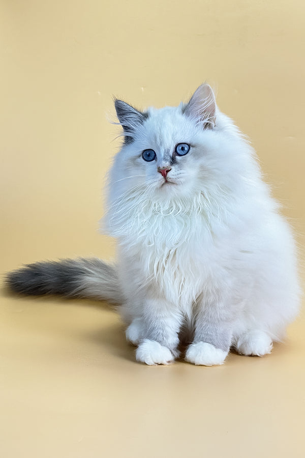 Selena | Siberian Kitten