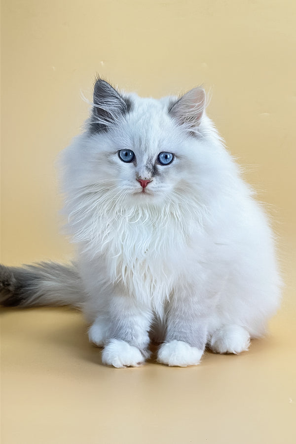 Selena | Siberian Kitten
