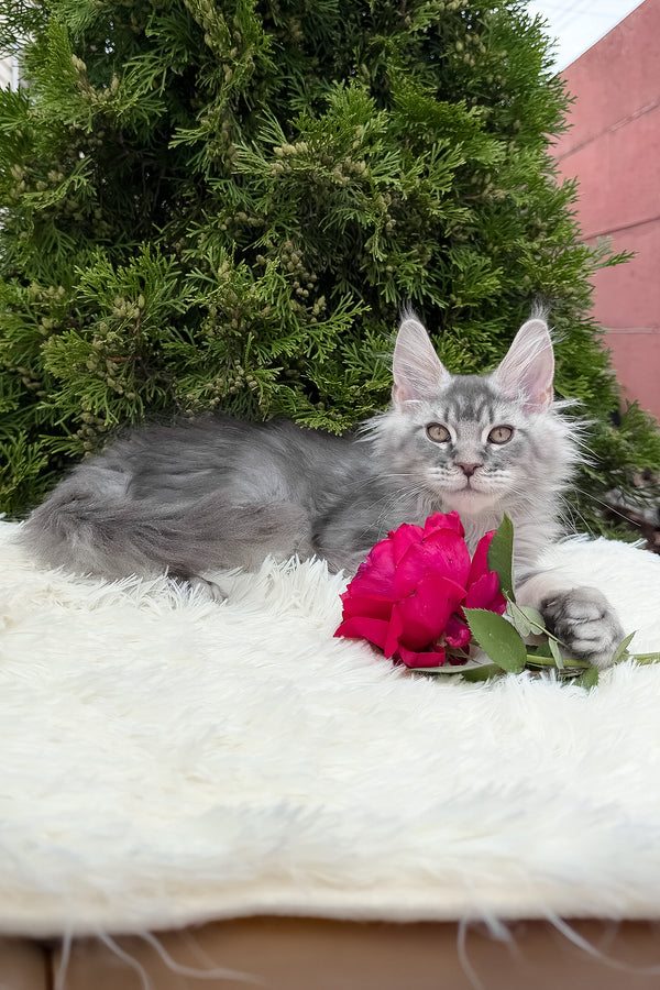 Senya | Maine Coon Kitten