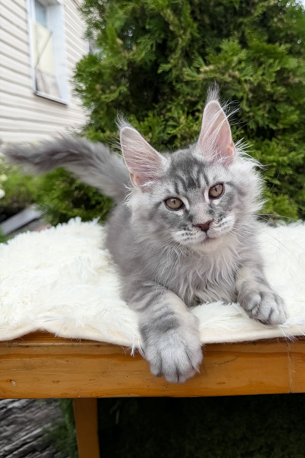 Senya | Maine Coon Kitten