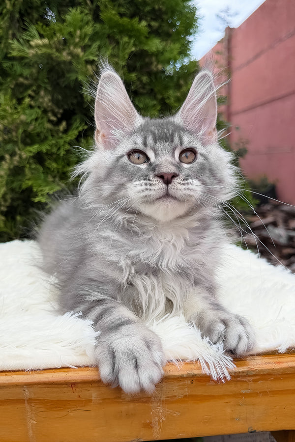 Senya | Maine Coon Kitten