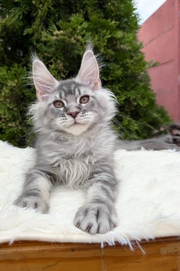 Senya | Maine Coon Kitten