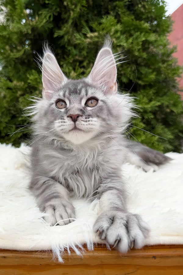 Senya | Maine Coon Kitten