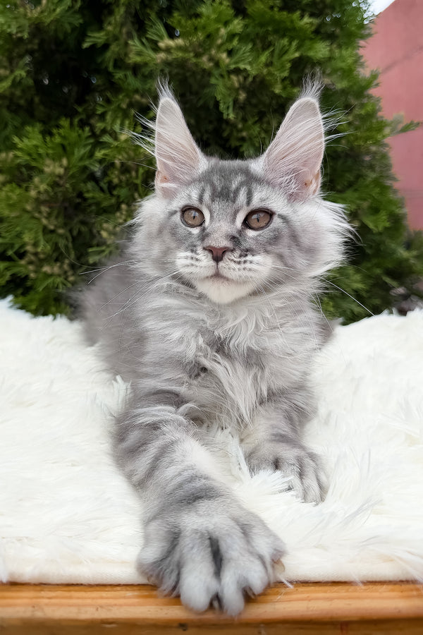 Senya | Maine Coon Kitten