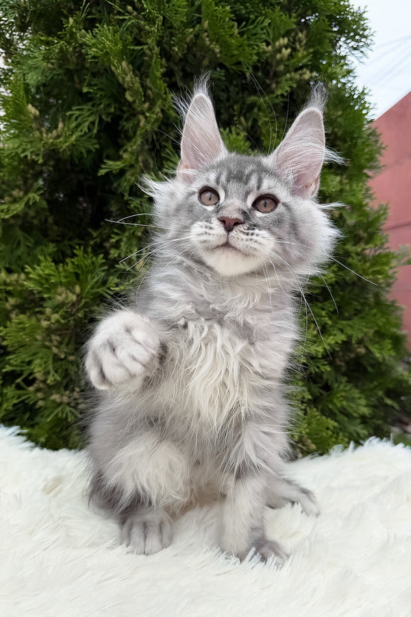Senya | Maine Coon Kitten