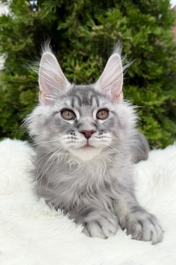 Senya | Maine Coon Kitten