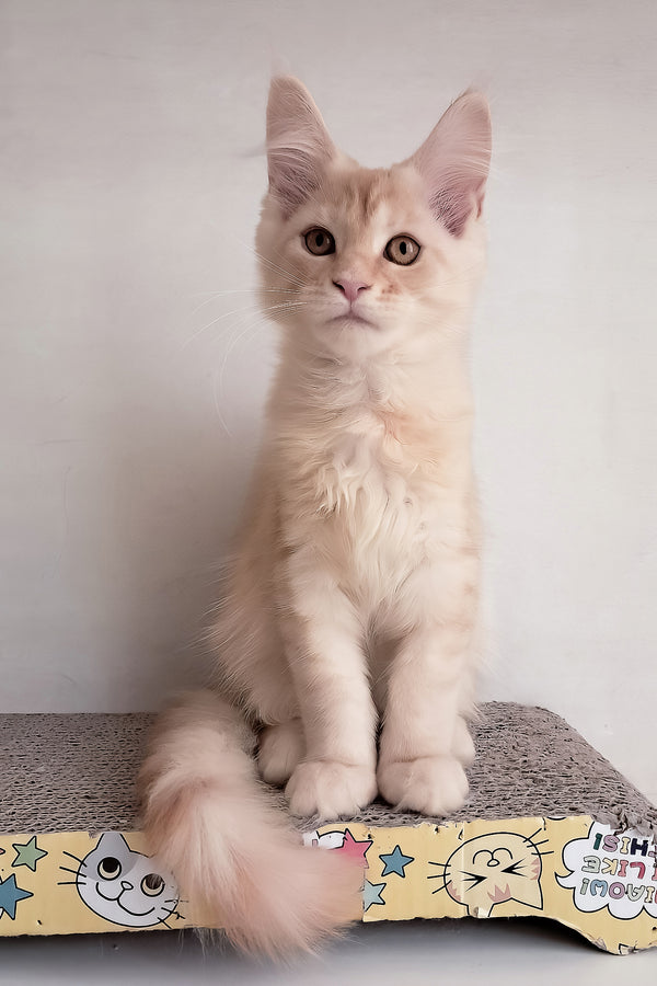 Seymour | Maine Coon Kitten