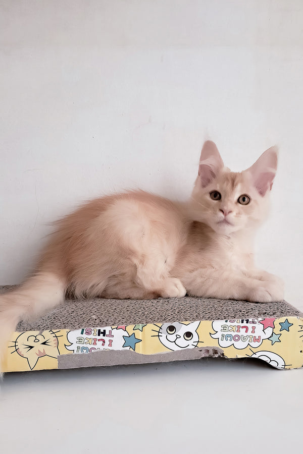 Seymour | Maine Coon Kitten