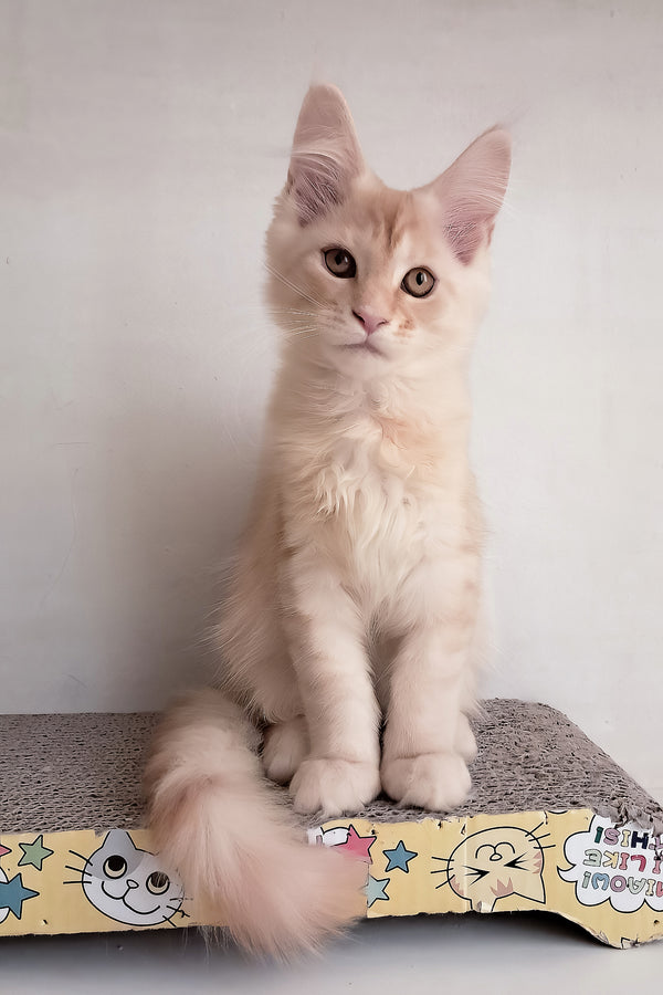 Seymour | Maine Coon Kitten