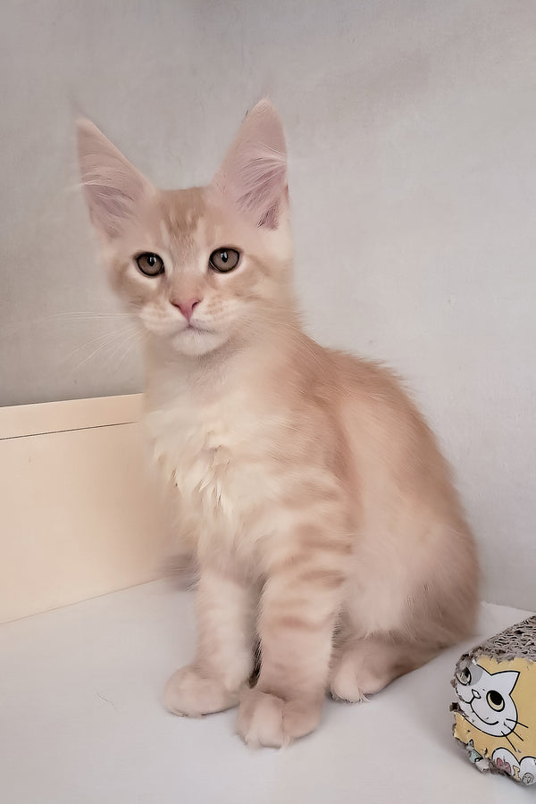 Seymour | Maine Coon Kitten