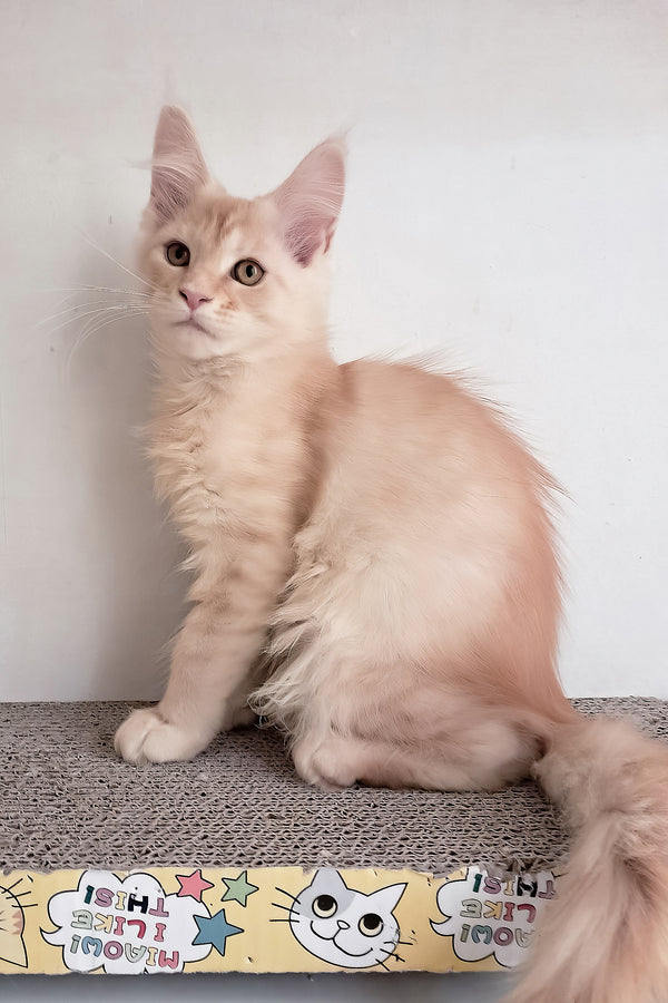 Seymour | Maine Coon Kitten