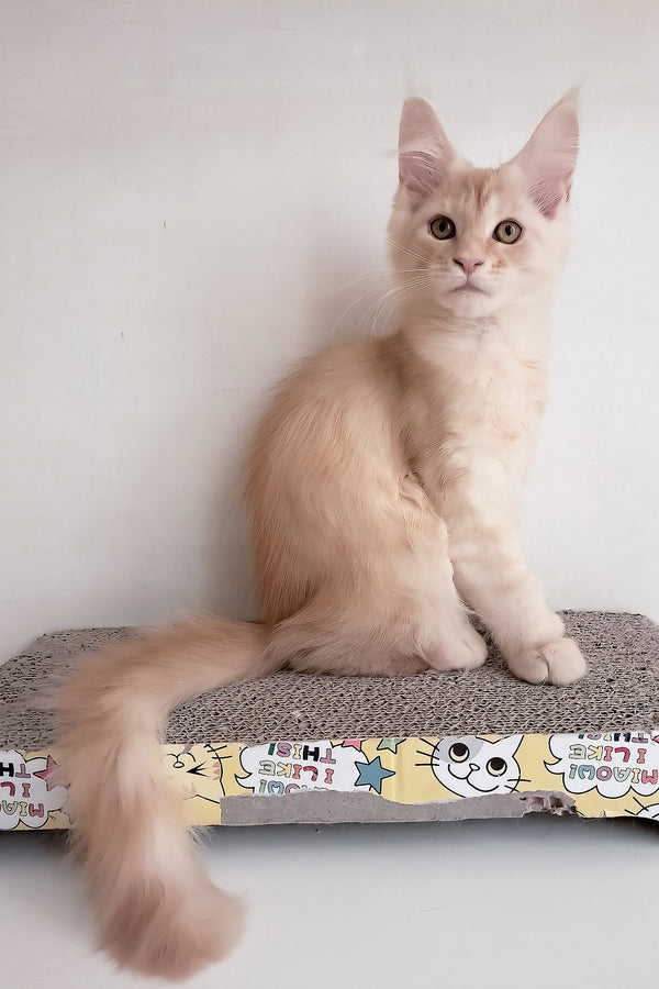 Seymour | Maine Coon Kitten