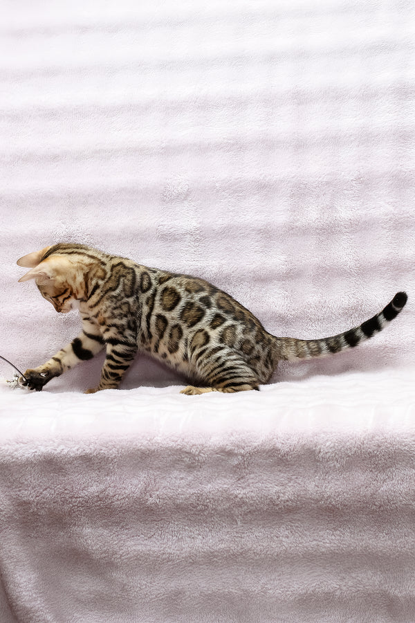Shadow | Bengal Kitten
