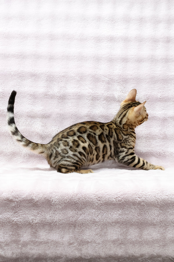 Shadow | Bengal Kitten