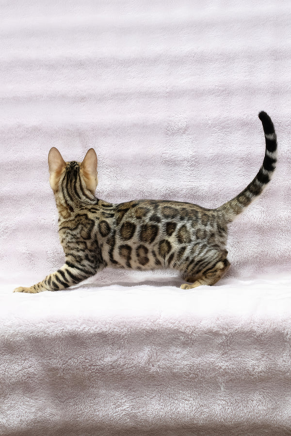 Shadow | Bengal Kitten