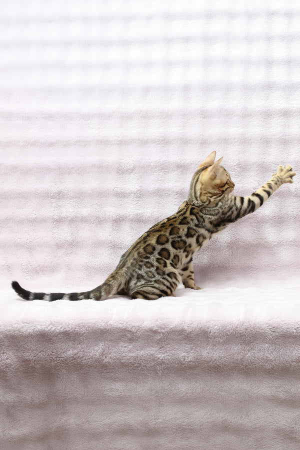 Shadow | Bengal Kitten