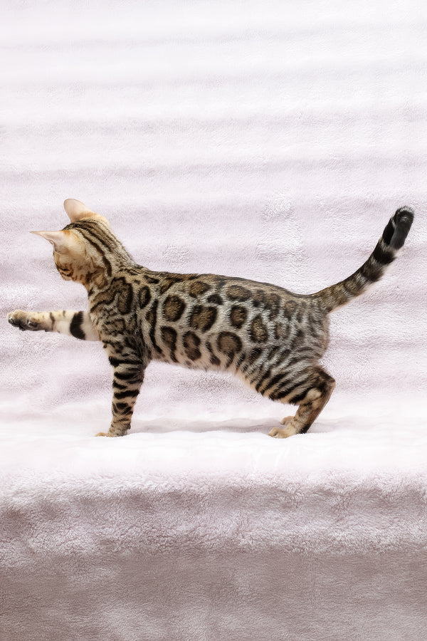 Shadow | Bengal Kitten