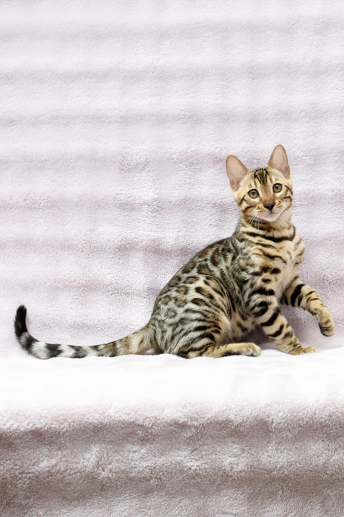 Shadow | Bengal Kitten