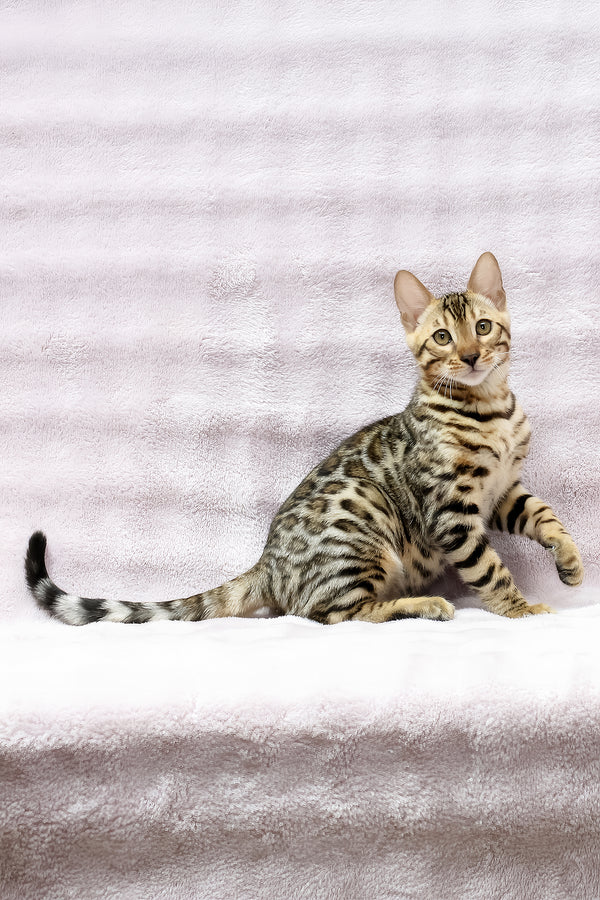 Shadow | Bengal Kitten