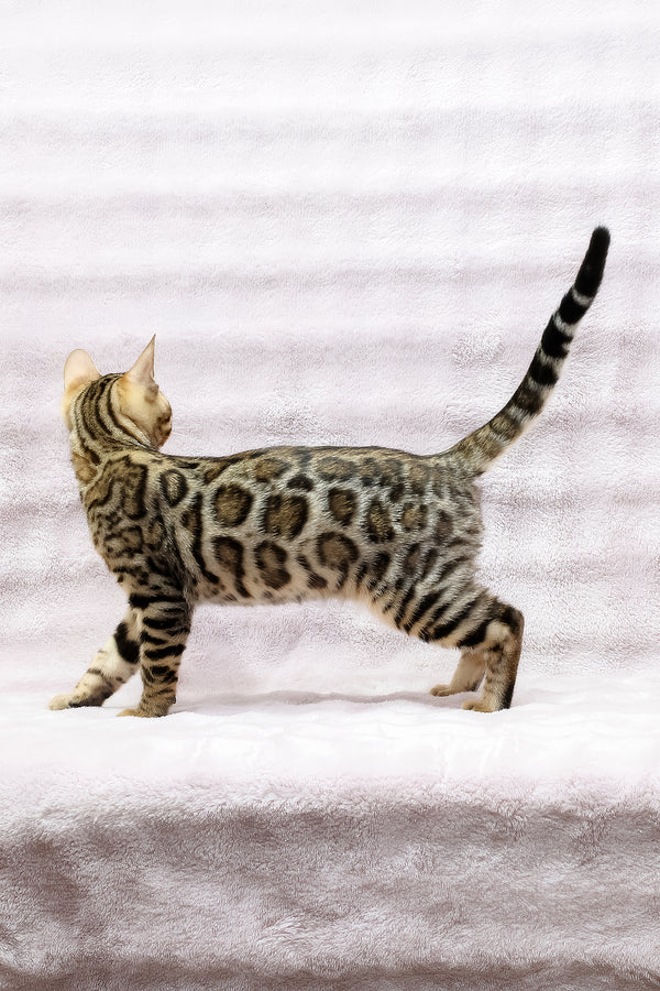 Shadow | Bengal Kitten