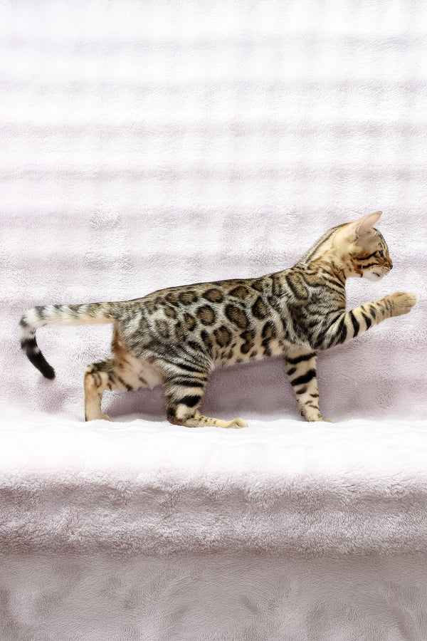 Shadow | Bengal Kitten