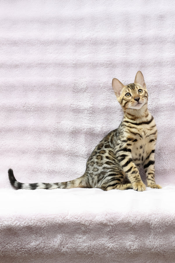 Shadow | Bengal Kitten