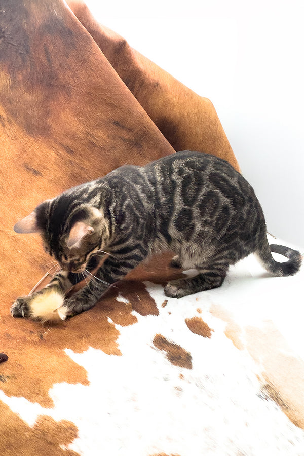 Shadowfax | Bengal Kitten