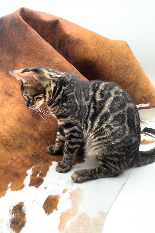 Shadowfax | Bengal Kitten