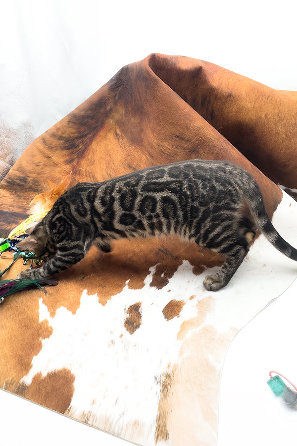 Shadowfax | Bengal Kitten