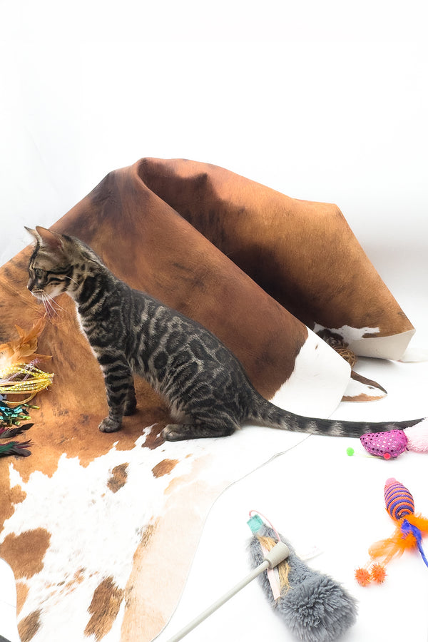 Shadowfax | Bengal Kitten