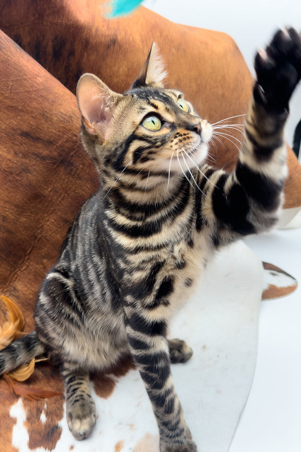 Shadowfax | Bengal Kitten