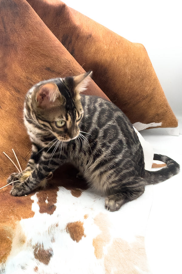 Shadowfax | Bengal Kitten