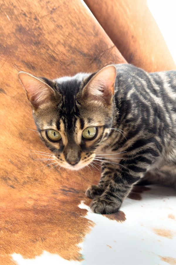 Shadowfax | Bengal Kitten