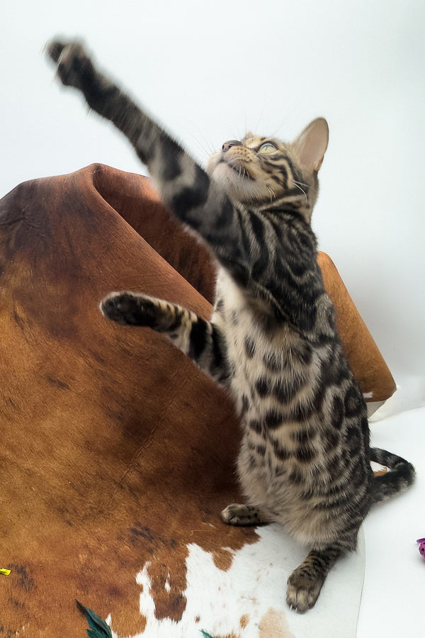 Shadowfax | Bengal Kitten