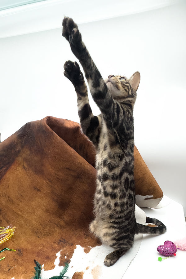 Shadowfax | Bengal Kitten