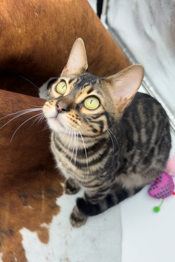Shadowfax | Bengal Kitten