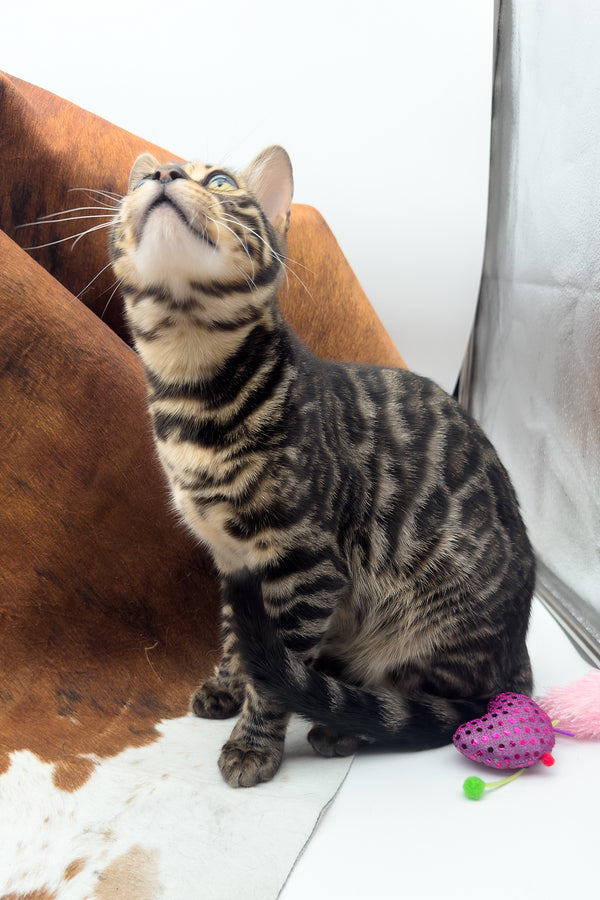 Shadowfax | Bengal Kitten