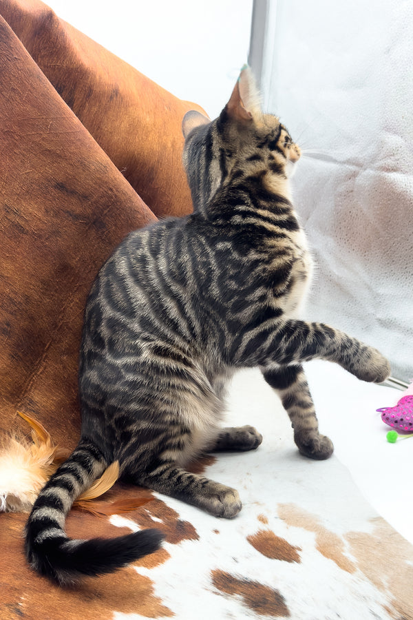 Shadowfax | Bengal Kitten